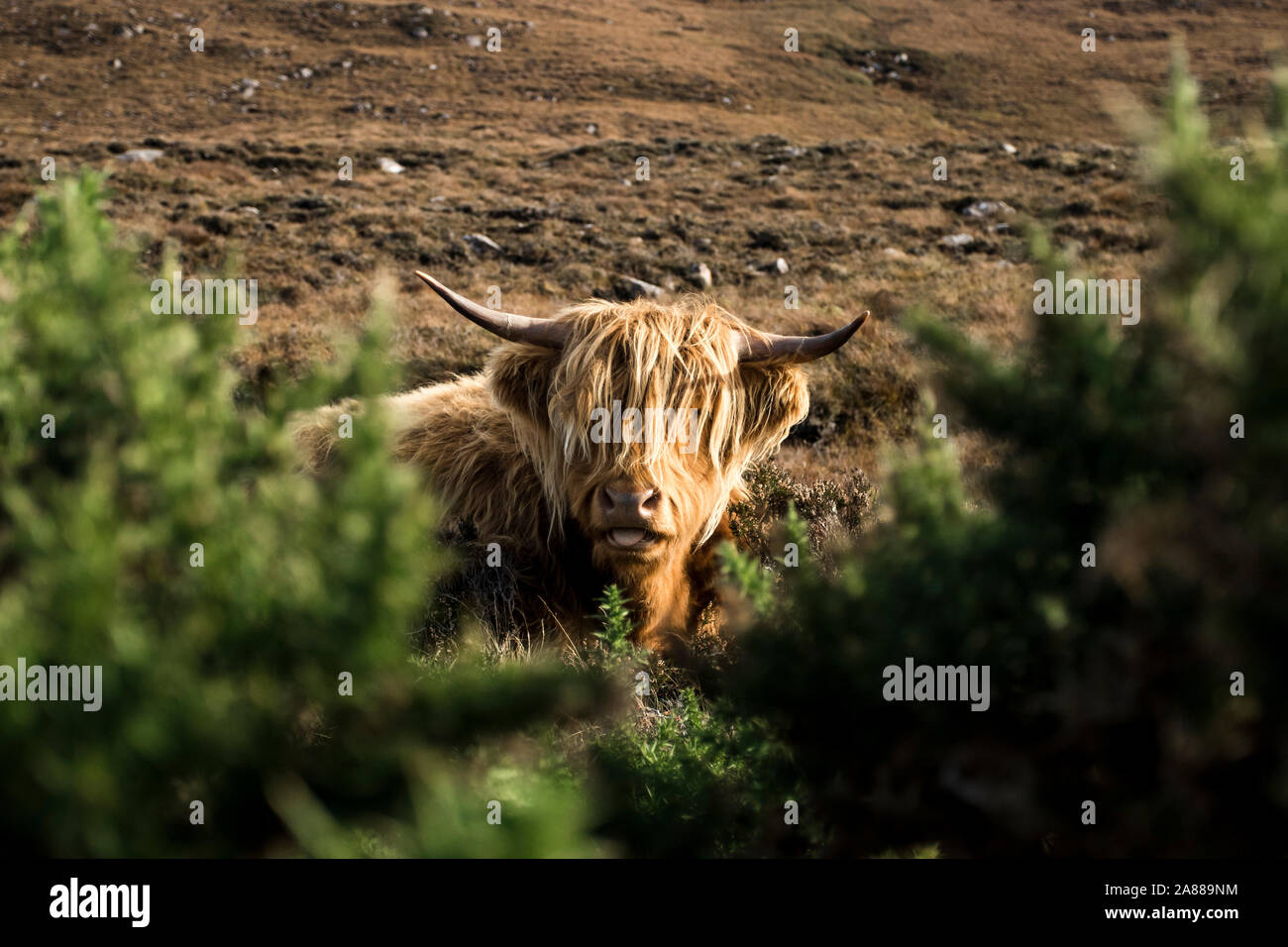 Highland vacche, Skye, Scozia Foto Stock