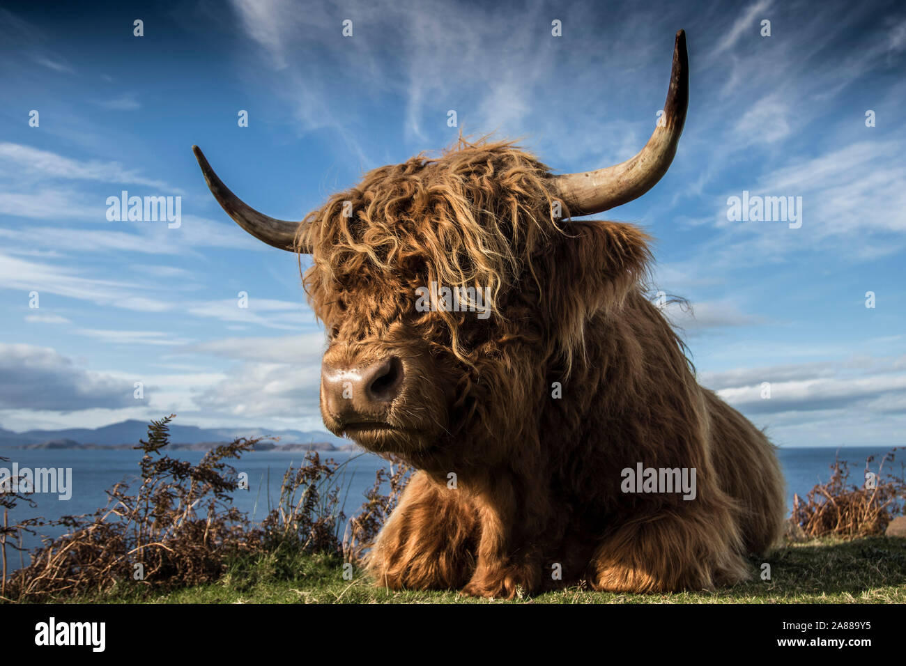 Highland vacche, Skye, Scozia Foto Stock