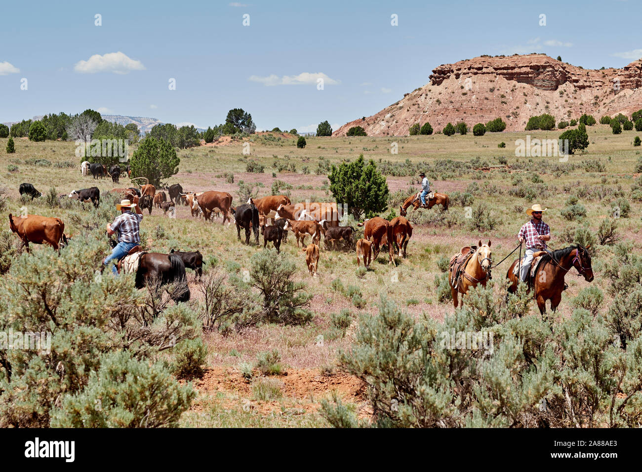 I cowboys sentito vacche attraverso la gamma in grande scala Escalante, Utah, Stati Uniti d'America Foto Stock