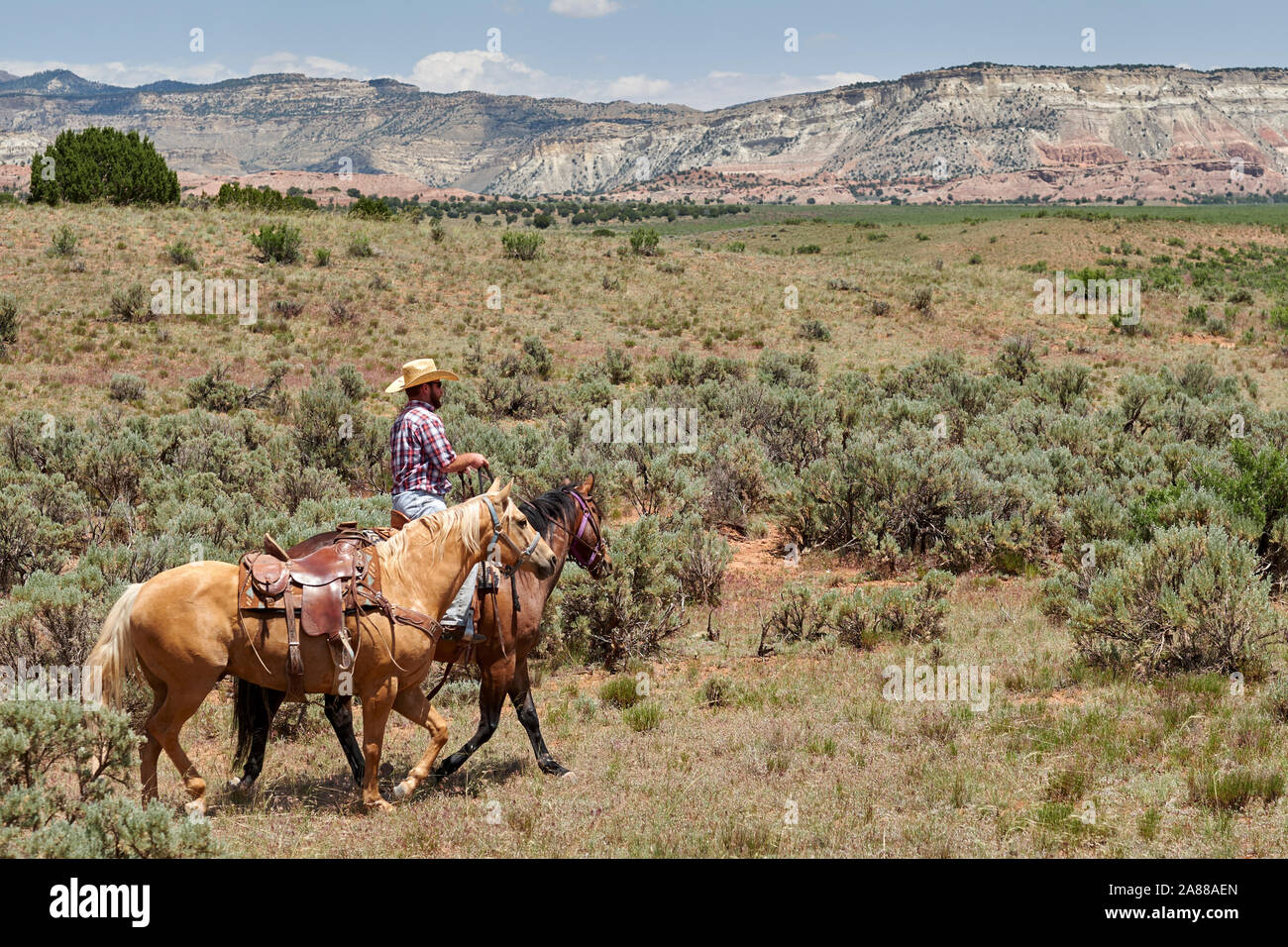 I cowboys sentito vacche attraverso la gamma in grande scala Escalante, Utah, Stati Uniti d'America Foto Stock