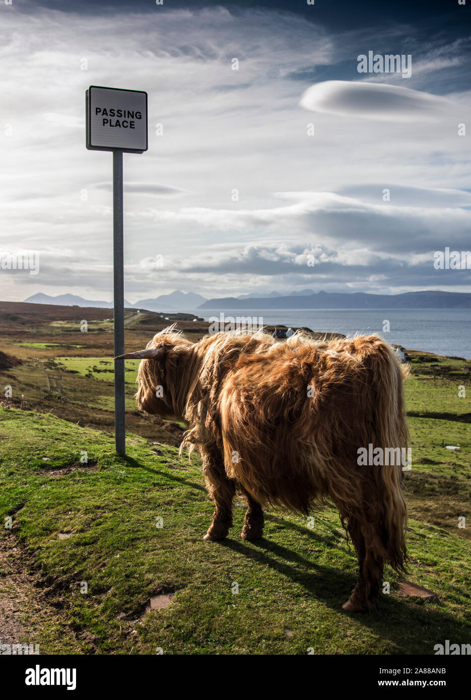 Highland vacche, Skye, Scozia Foto Stock