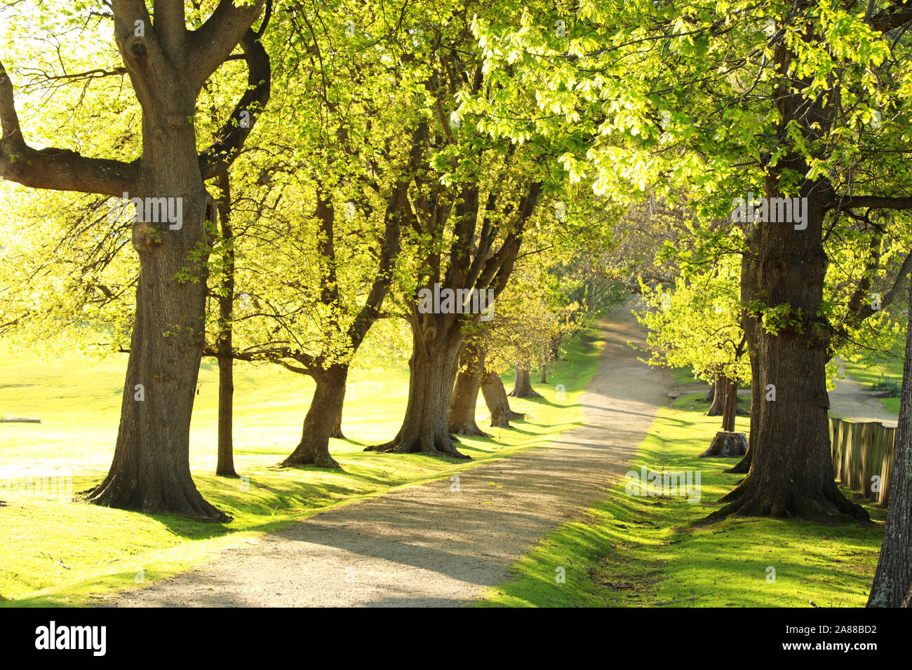 Bella e verde di alberi di quercia fodera un sentiero in leggera salita che ci porta a una destinazione sconosciuta. La molla di mattina o di sera con la luce ariosa atmsophere. Foto Stock