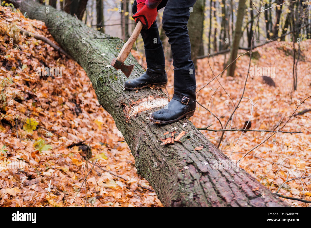 Tritare il legno nella foresta. L'uomo con un'ascia lavorando su un tronco di albero nel bosco Foto Stock