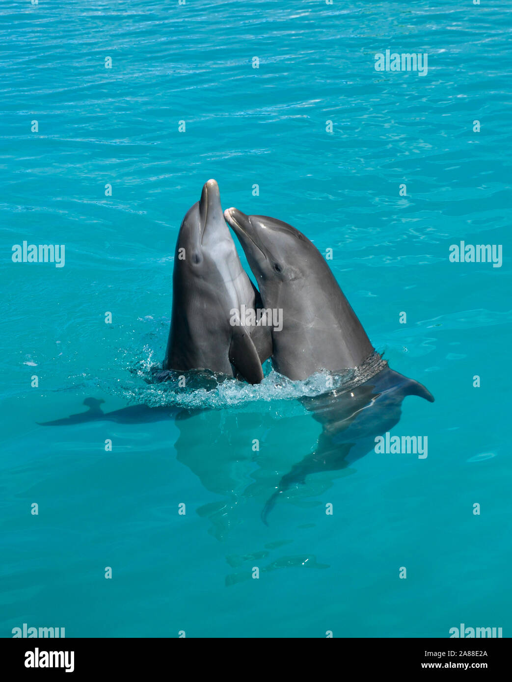 Due bellissimi delfini danzanti in blu acqua di mare Foto Stock