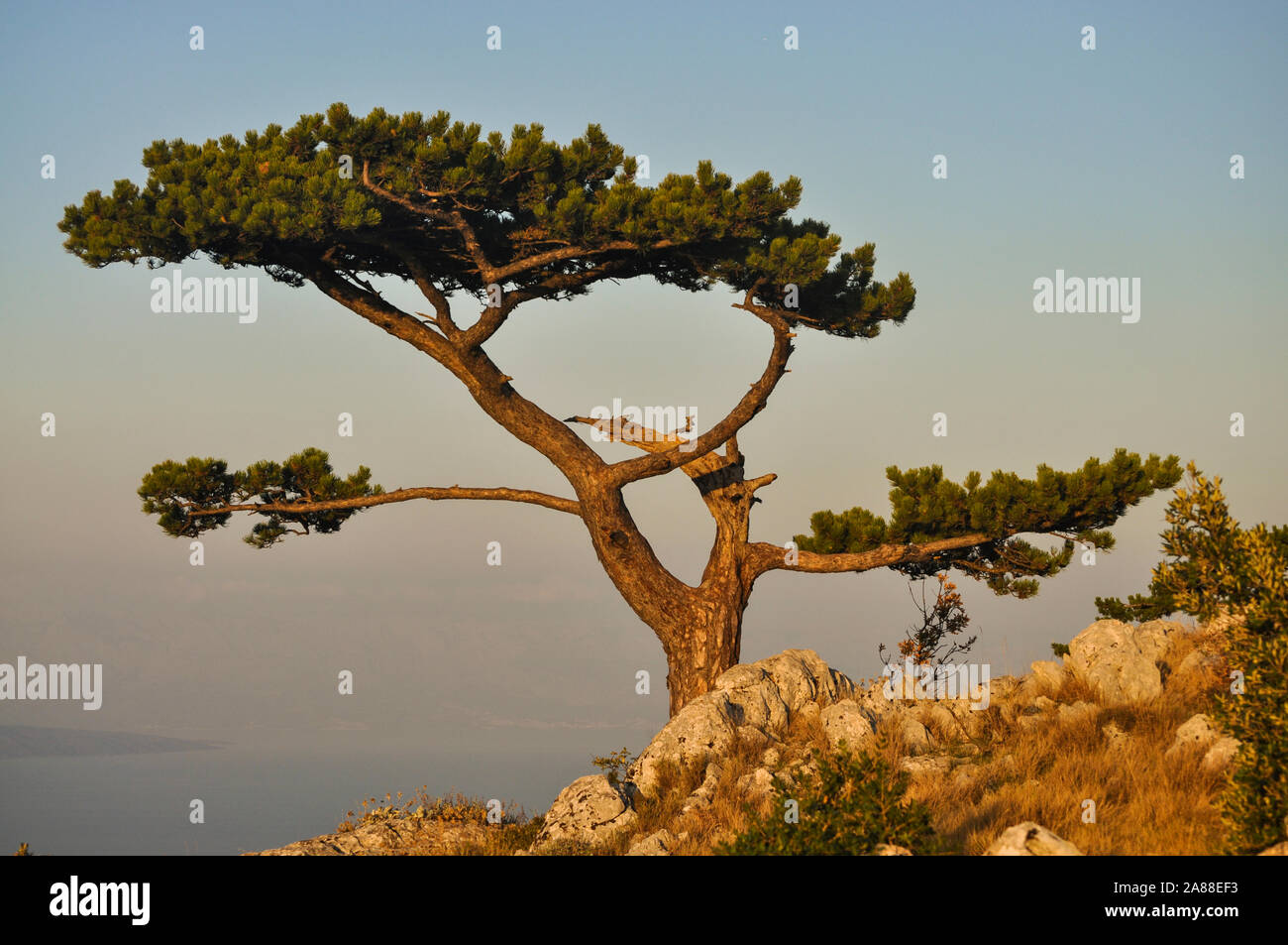 Unico albero di pino sul bordo di una scogliera con vista sulla baia di mare Foto Stock