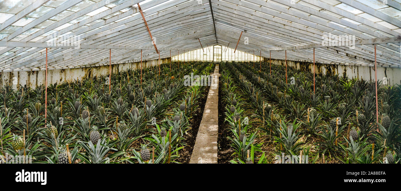 Green House ananas farm con piante quasi pronto per la mietitura Foto Stock