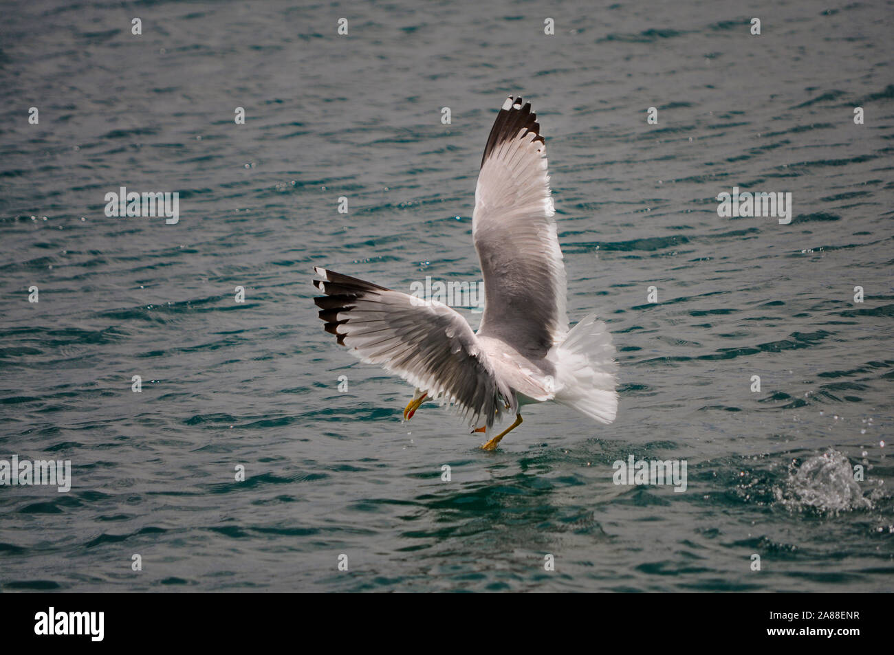 Caccia seagull con ali spalmata sopra l'acqua di mare Foto Stock