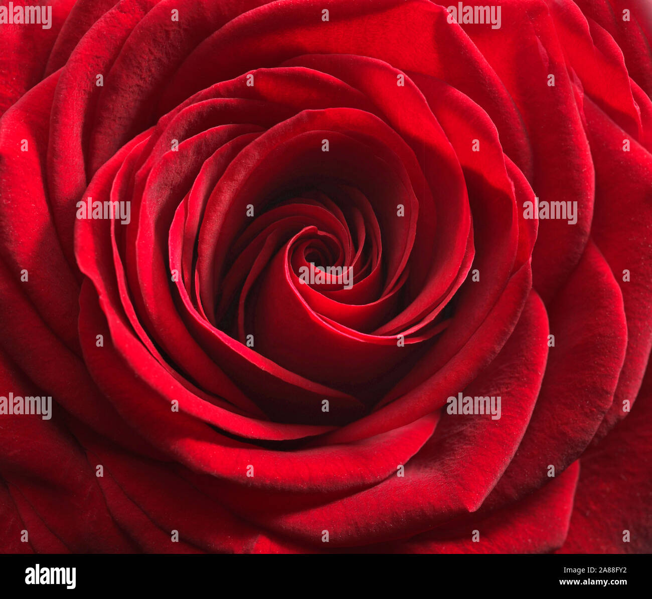Red Rose, macro, unico fiore Foto Stock
