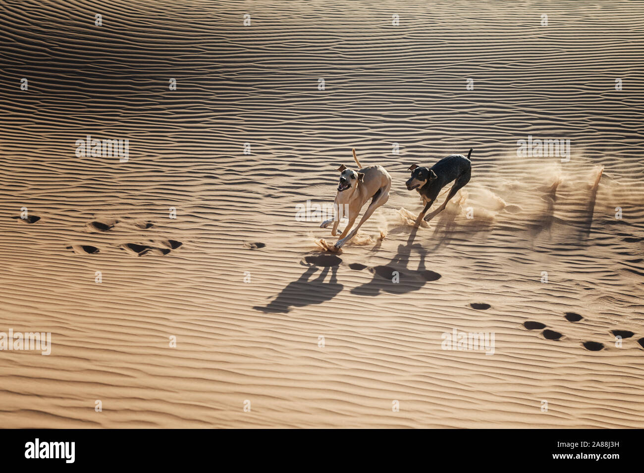 Due cani Sloughi (Arabian greyhound) eseguire nelle dune di sabbia nel deserto del Sahara in Marocco. Foto Stock