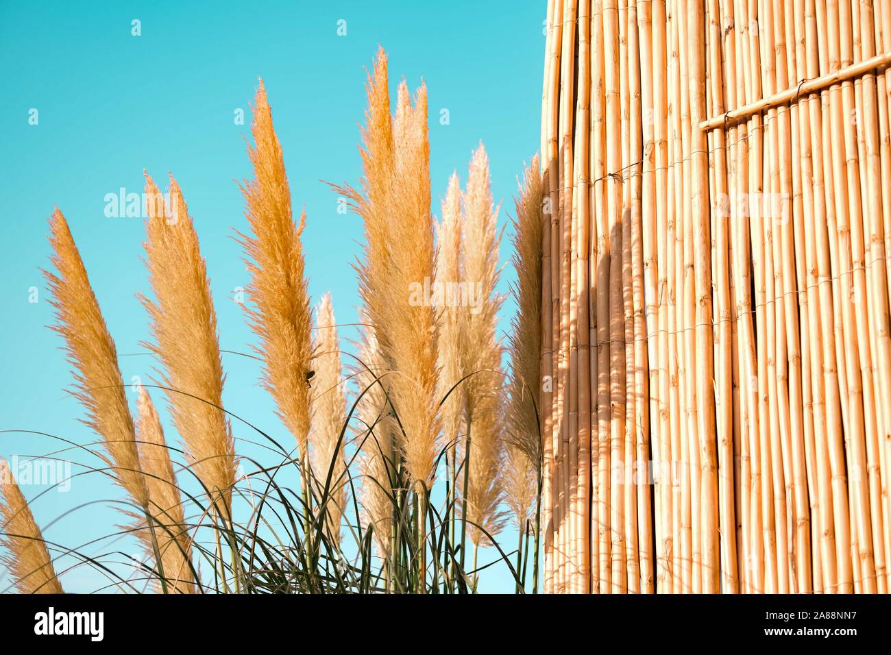 Pampas pennacchi di erba. Crema di colore piante soffici close up.Fluffy feathery impianto Foto Stock