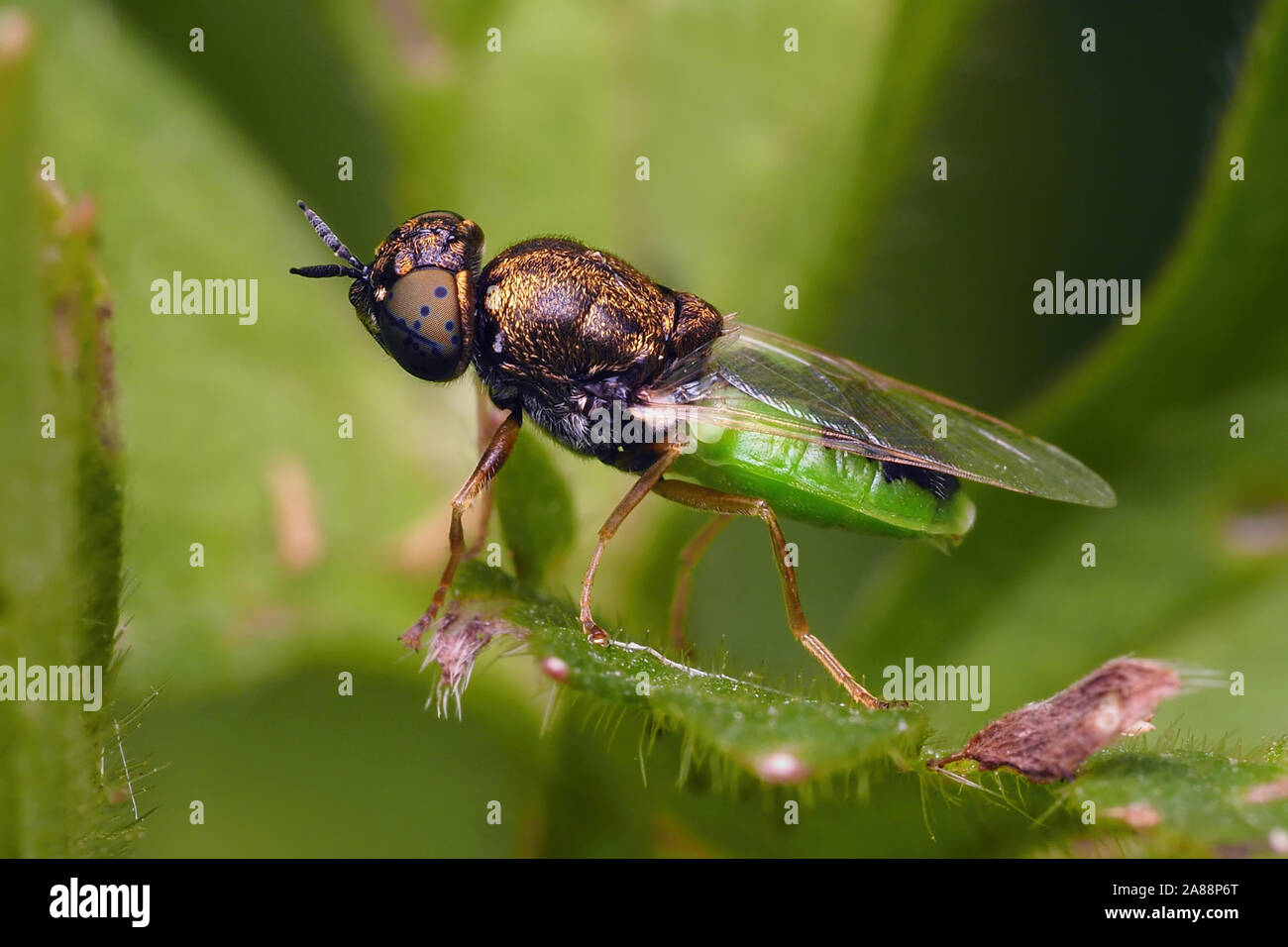 Verde comune il colonnello soldier fly (Oplodontha viridula) appollaiato su foglie di piante. Tipperary, Irlanda Foto Stock