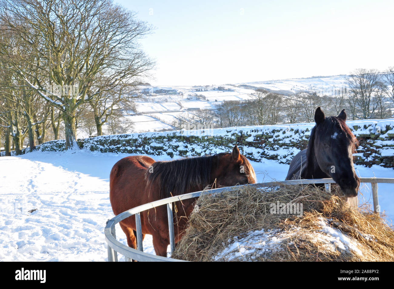 Cavalli nella neve Foto Stock