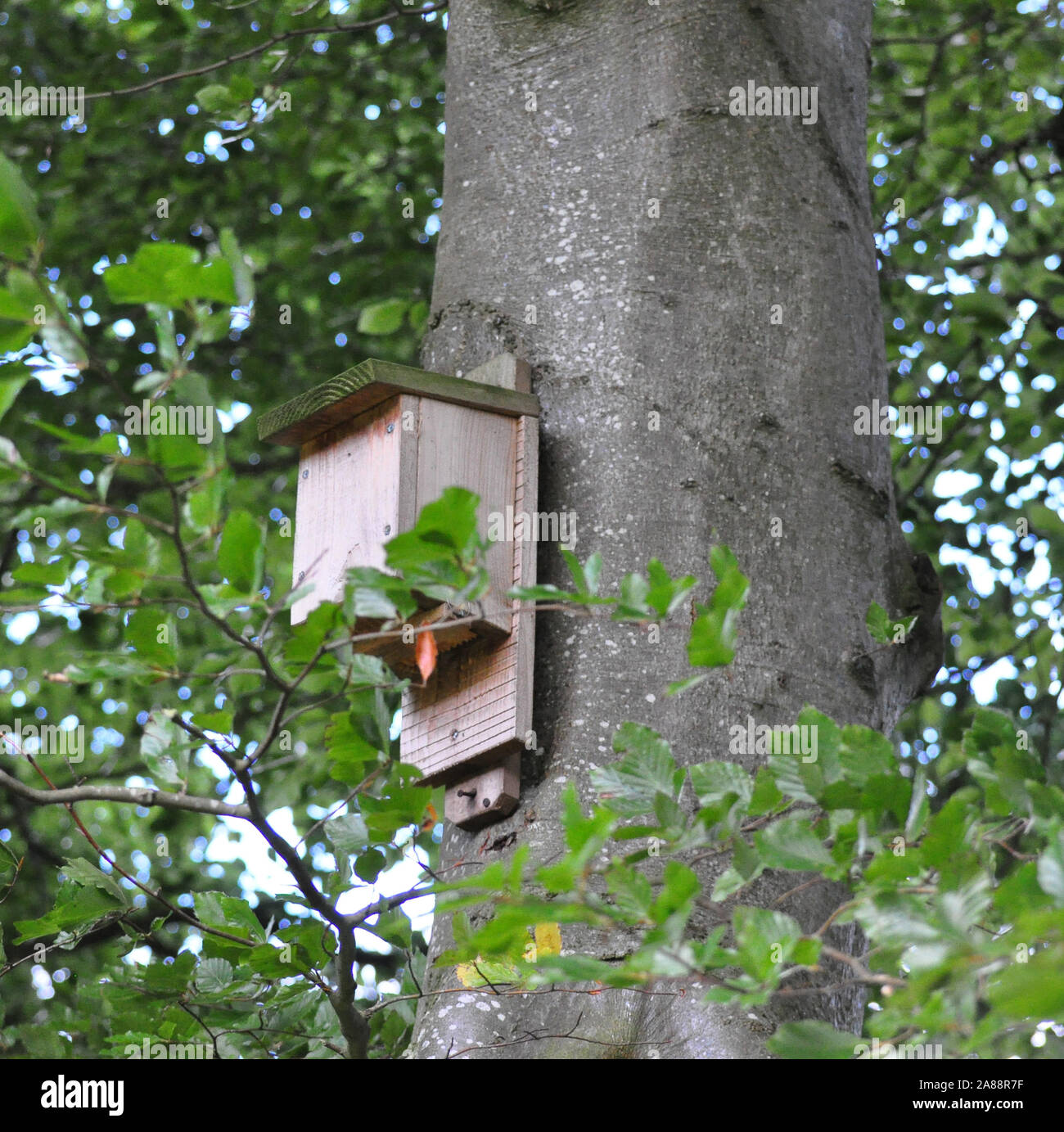 Bat sono ' appollaiati casella sul lato della struttura ad albero Foto Stock