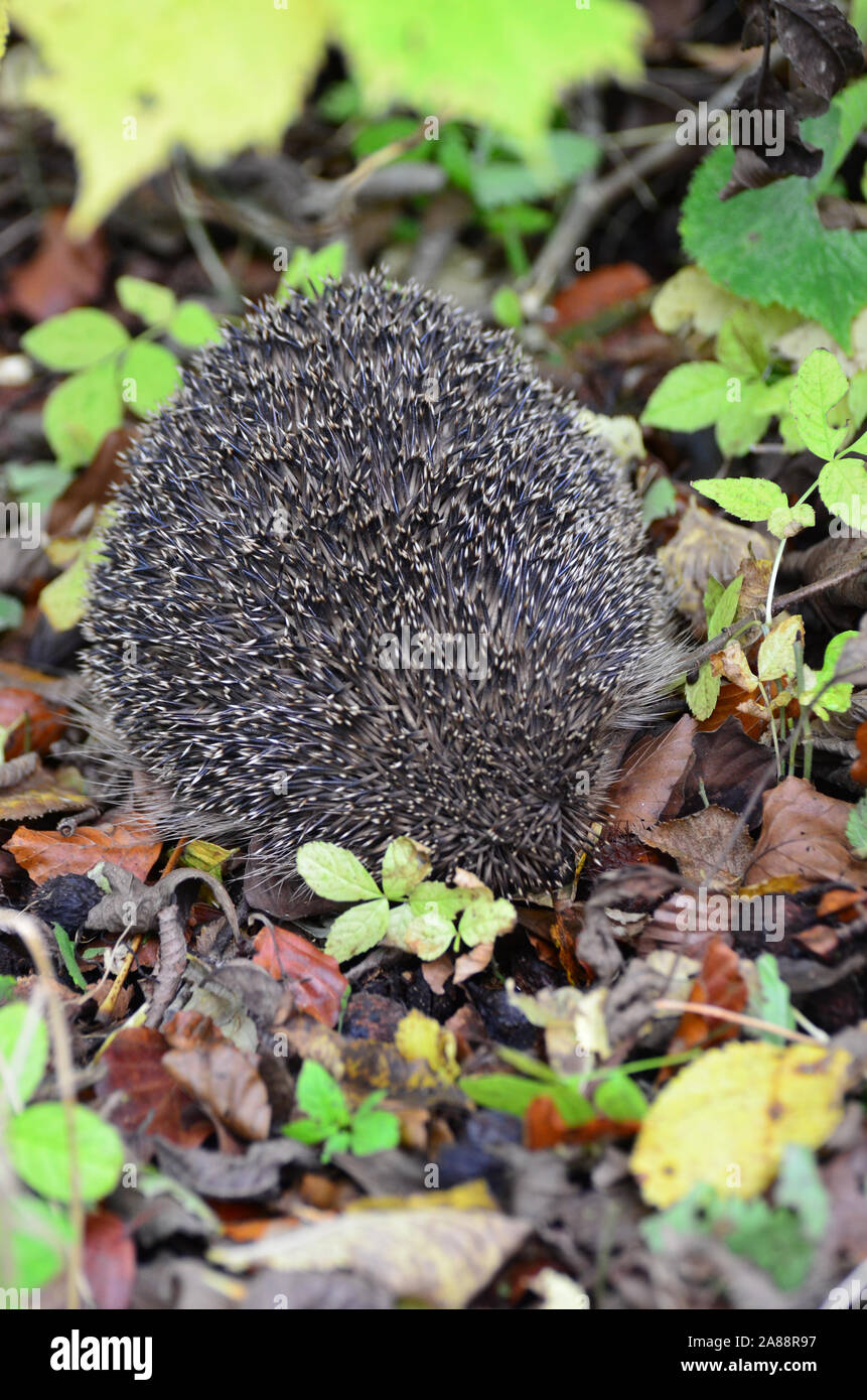 Riccio arrotolato in una sfera in posizione difensiva Foto Stock