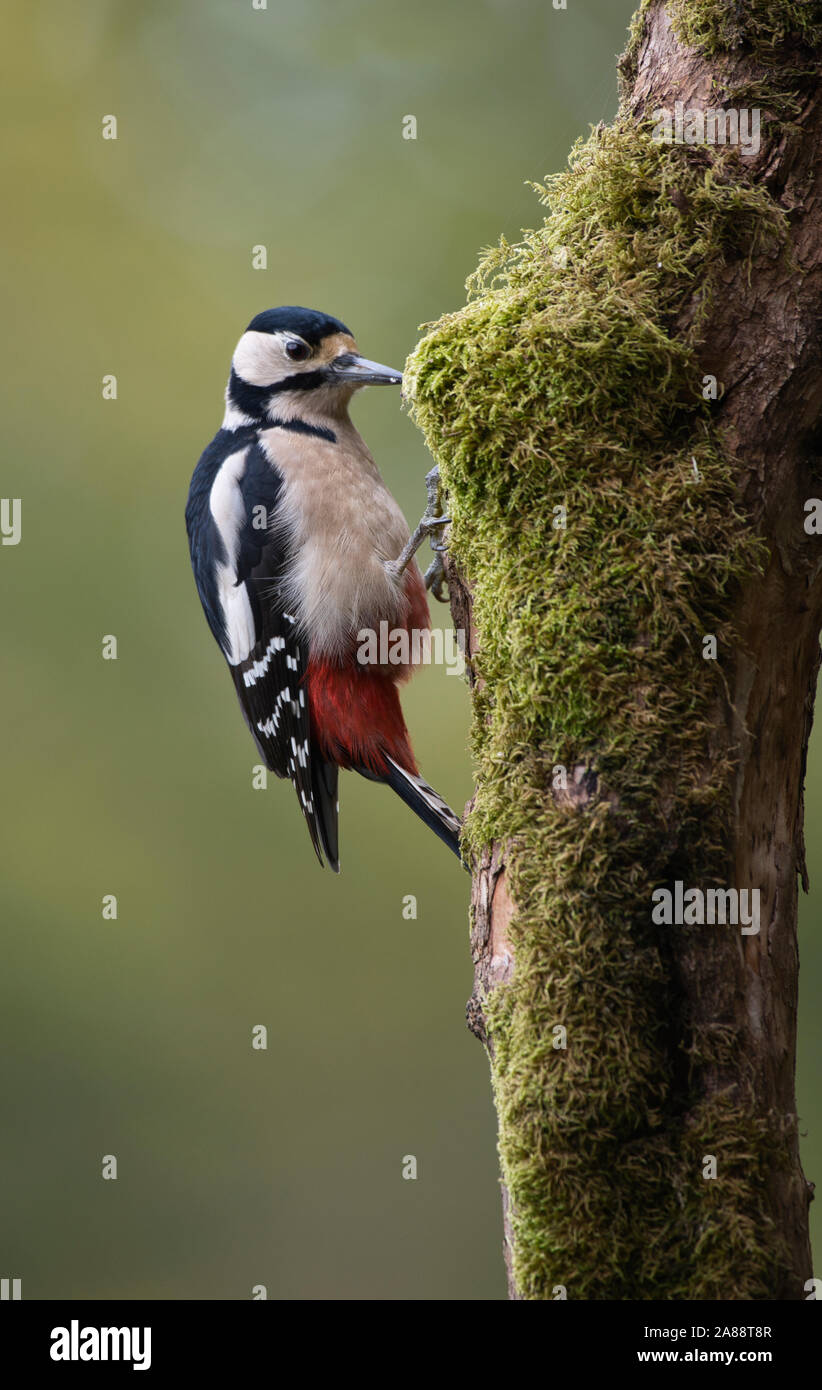 Femmina di picchio rosso maggiore (Dendracopos major) in un bosco di impostazione Foto Stock