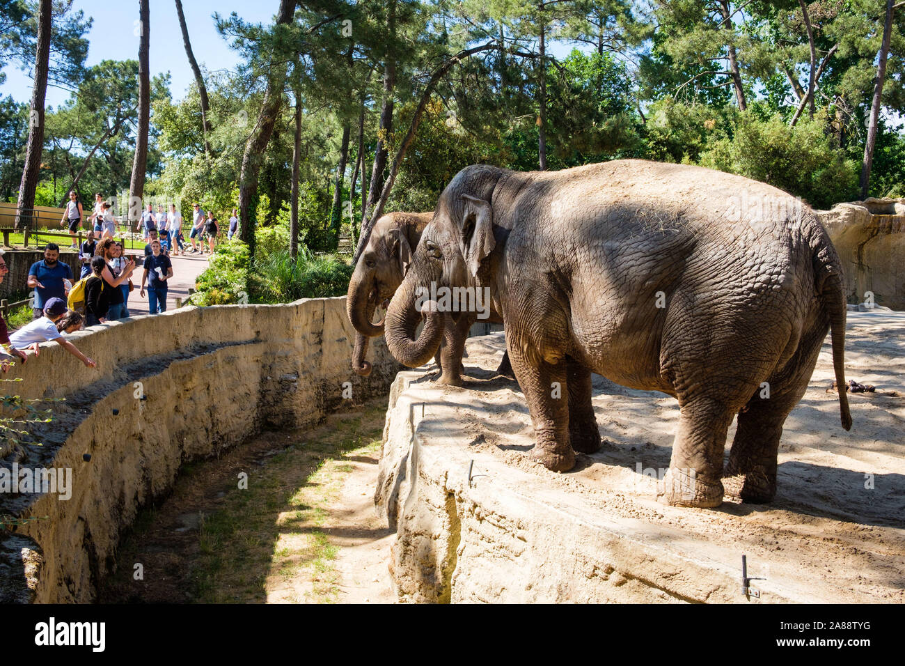 La Palmyre (Francia occidentale): involucro di elefanti nel parco animale creato nel 1966 da Claude Caille. Visitatori alimentare gli animali. Foto Stock