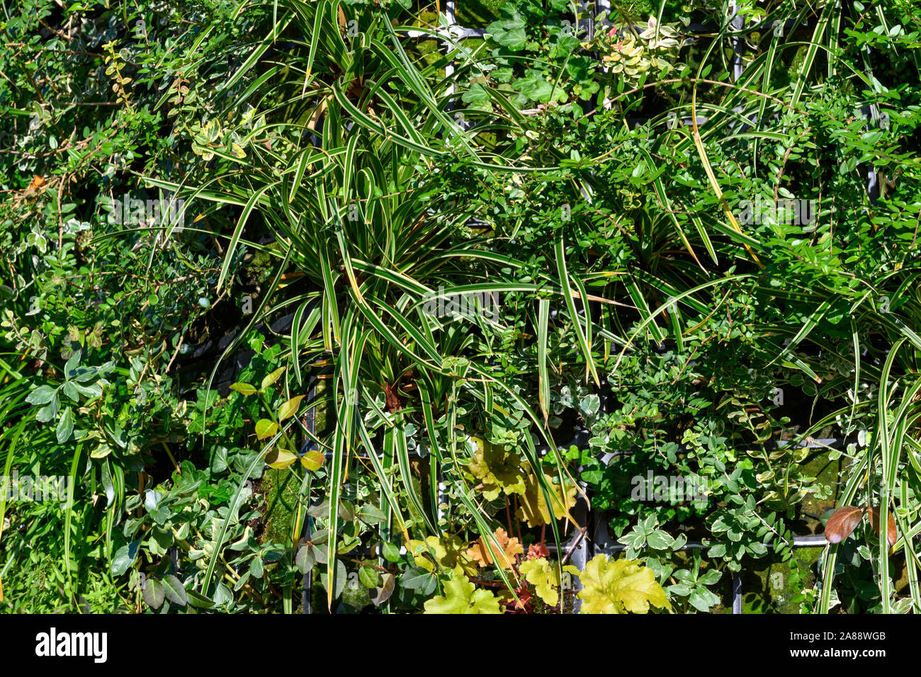 I giardini verticali - pareti verdi - per ridurre l'inquinamento in una trafficata rotonda, Millbrook, Southampton, Hampshire, Inghilterra, Regno Unito Foto Stock