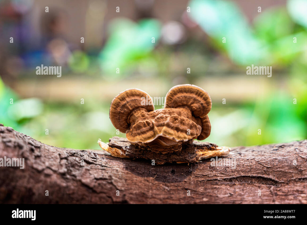 Fungo Chaga close-up sul tronco di un albero, una forma simile a una divertente rana. Foresta naturale sullo sfondo Foto Stock