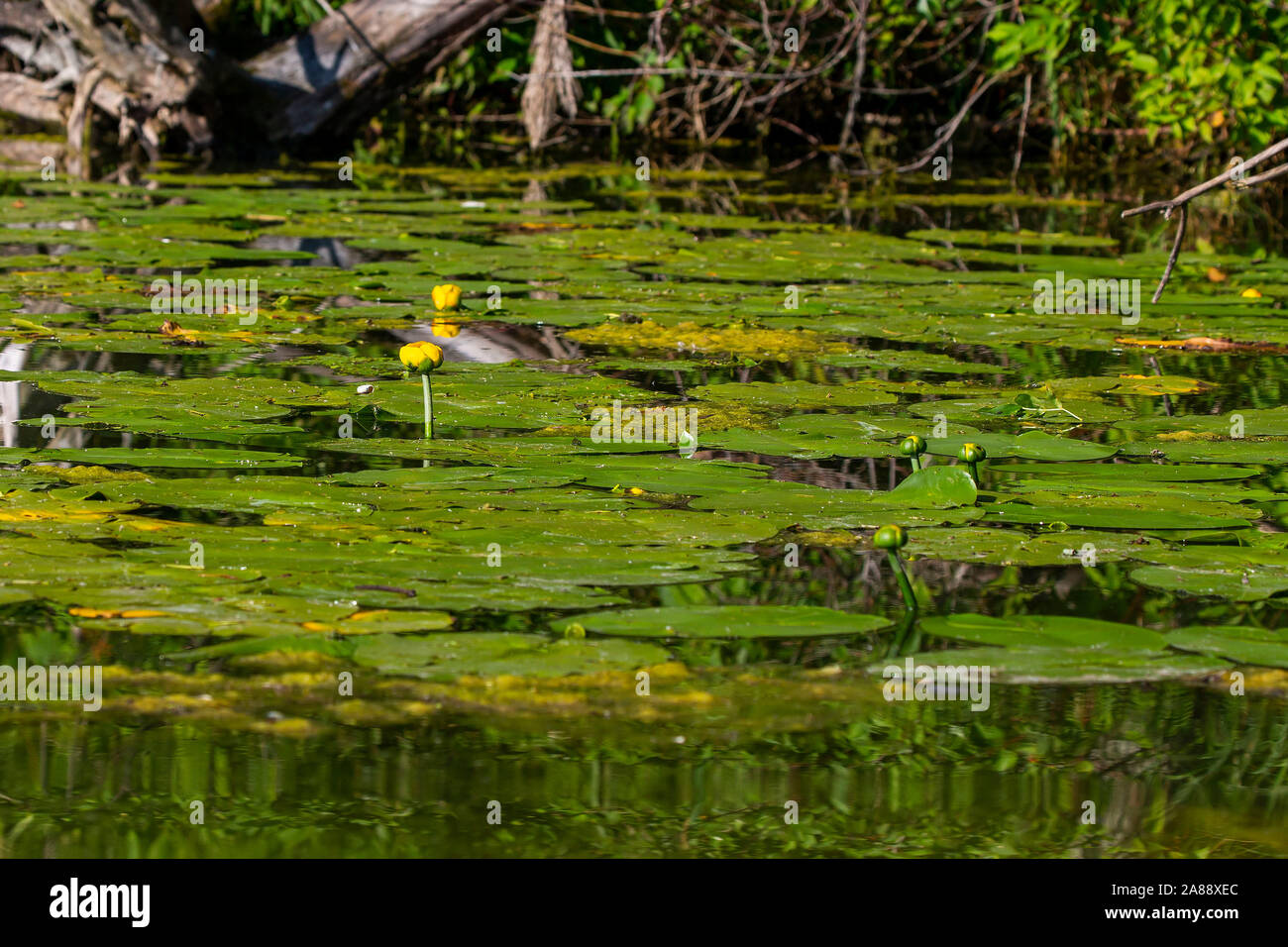 Acqua gialla lilly sul piccolo lago Foto Stock