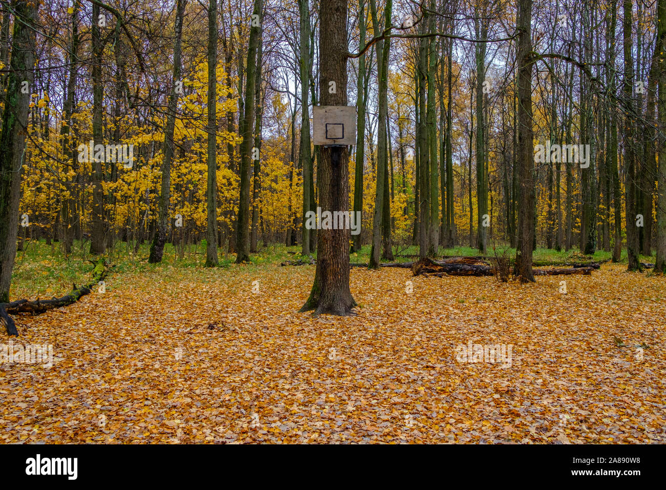 Un vecchio fatta in casa diroccata basket indietro inchiodati ad un albero in un bosco d'autunno. Foresta di basket. Abbandonata la foresta campo sportivo su un autunno nuvoloso Foto Stock