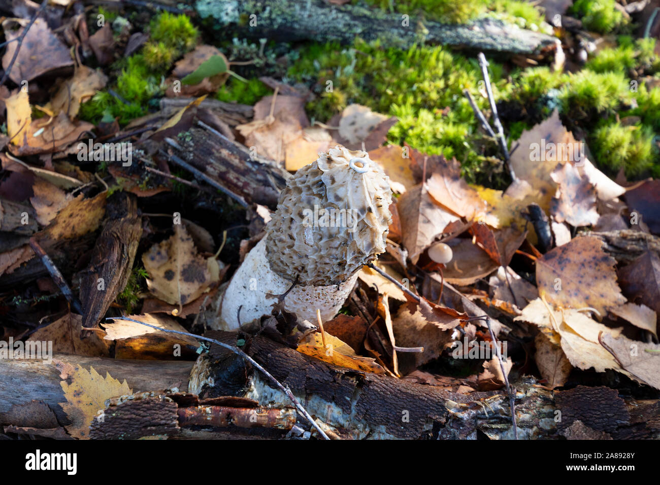 Funghi sul suolo della foresta nel nuovo Parco Nazionale Foreste, Hampshire, Inghilterra, Regno Unito Foto Stock