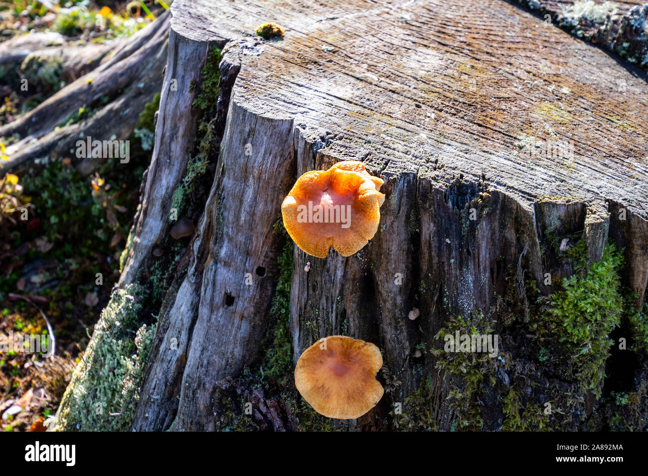 Funghi sul suolo della foresta nel nuovo Parco Nazionale Foreste, Hampshire, Inghilterra, Regno Unito Foto Stock
