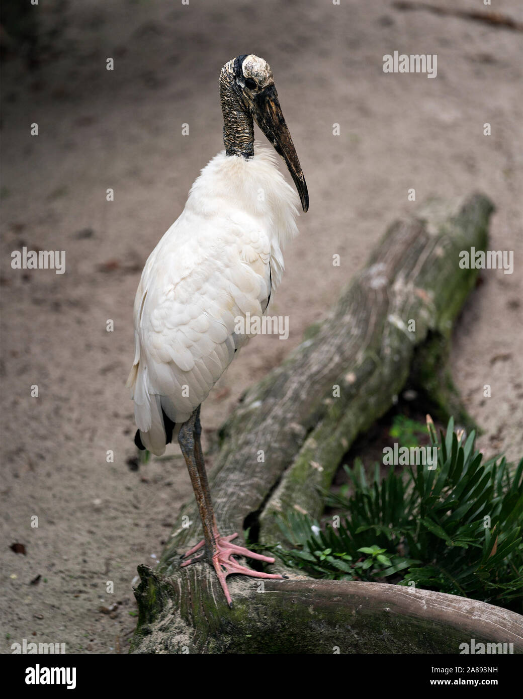 Cicogna in legno bird in piedi su un registro e di esporre il suo corpo, testa, occhio, becco lungo collo piumaggio bianco nel suo ambiente e dintorni. Foto Stock