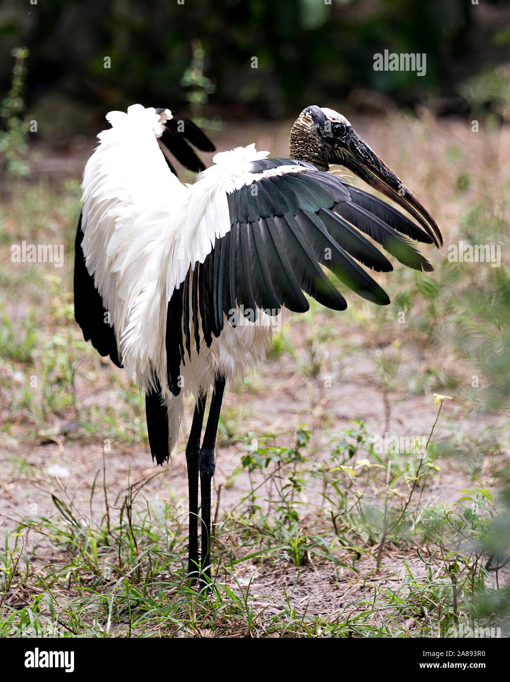 Cicogna in legno bird indipendente alto con le sue ali spiegate esponendo il suo corpo, testa, occhio, becco lungo collo bianco e nero del piumaggio nel suo ambiente e surr Foto Stock