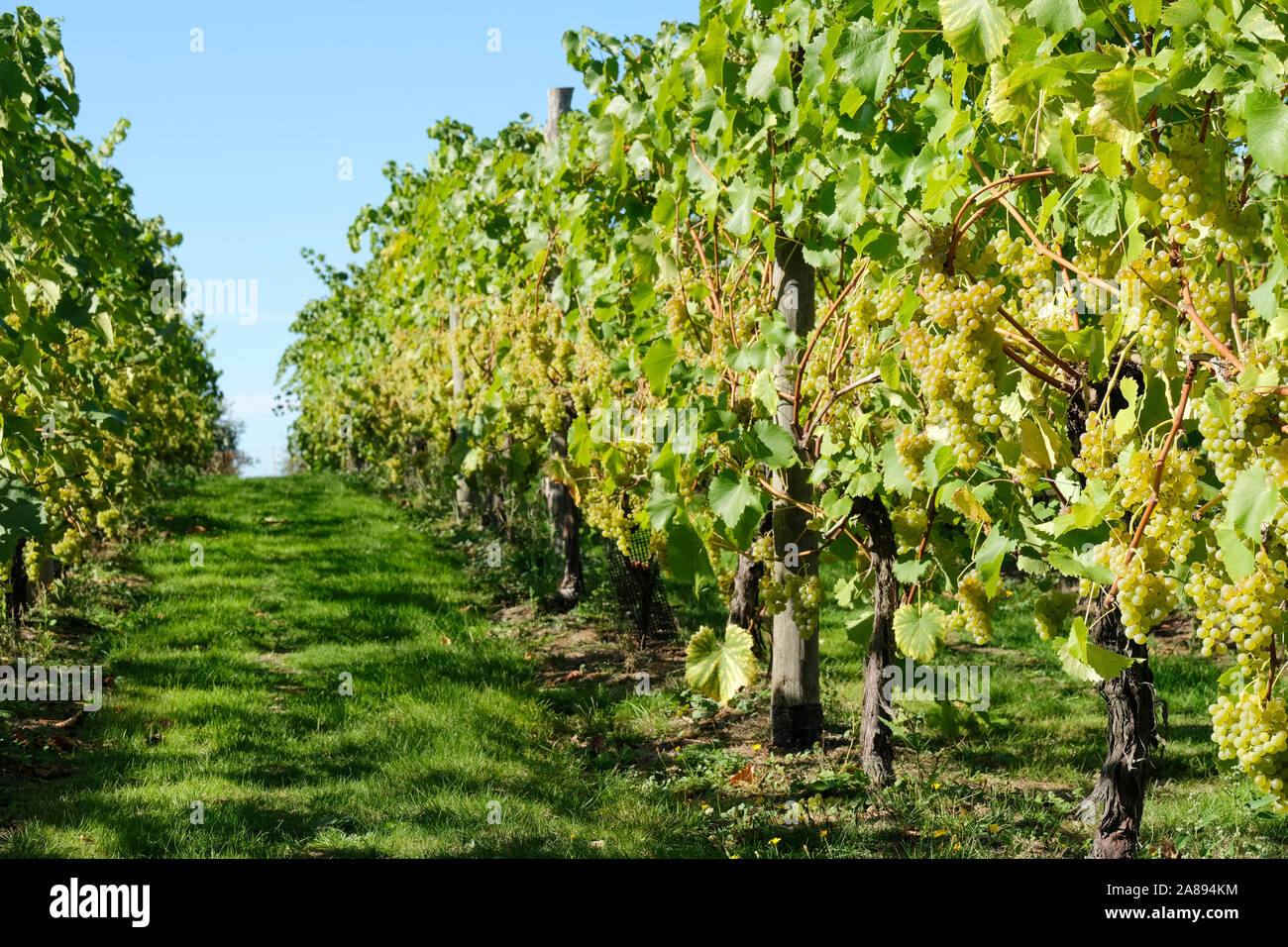 Ripe bianco da dessert uve del vitigno "Phöenix, Vitis vinifera 'Phoenix' cresce su vigneti in un vigneto in inglese (Surrey, Regno Unito) Foto Stock