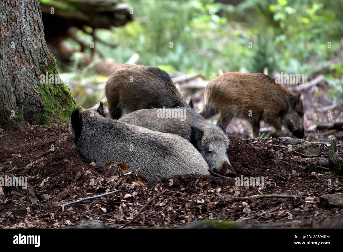 Wildschwein Foto Stock