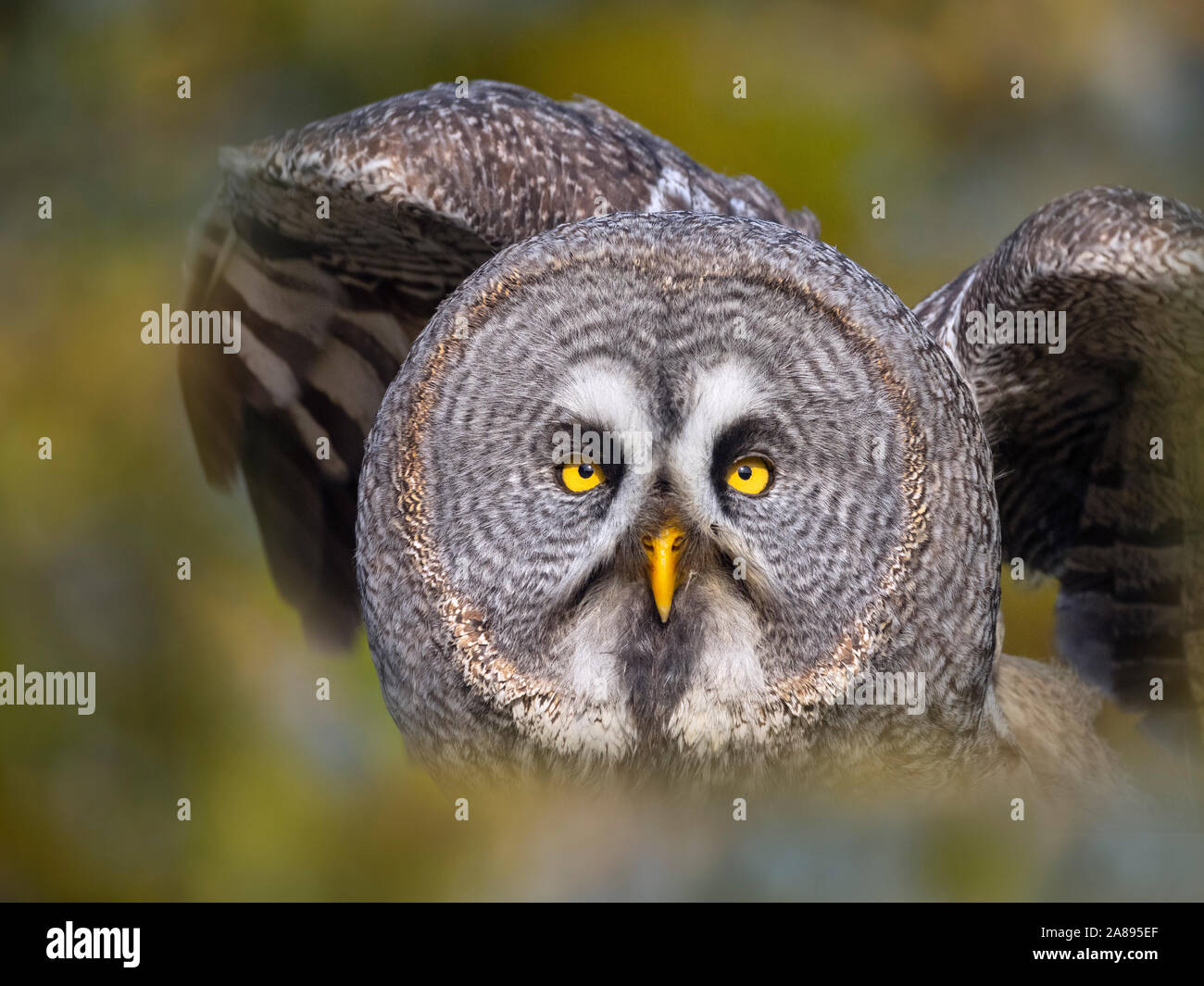 Grande gufo grigio o grande gufo grigio Strix nebulosa Foto Stock
