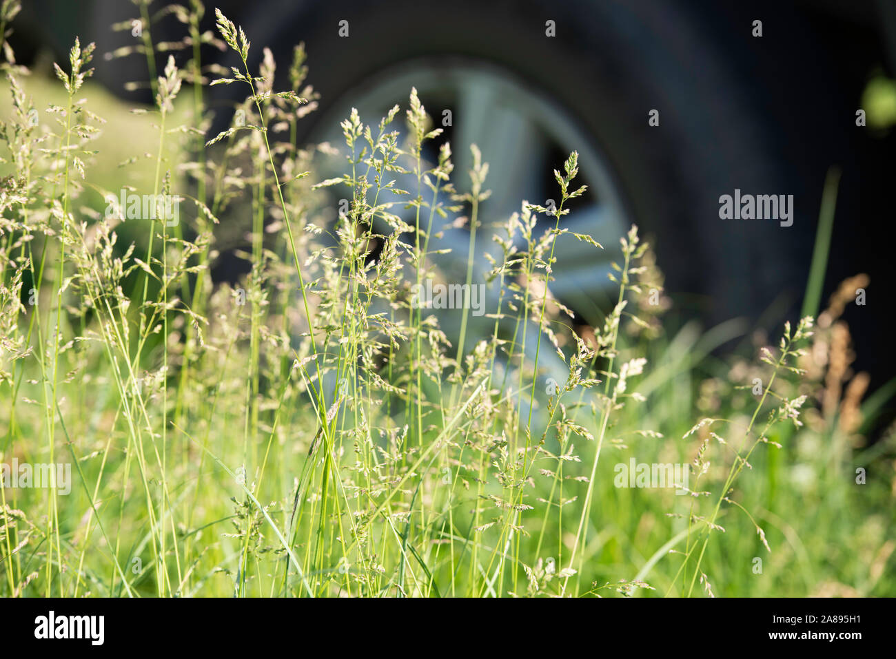 Viaggiare in auto, erba verde in un campo inizio estate Foto Stock