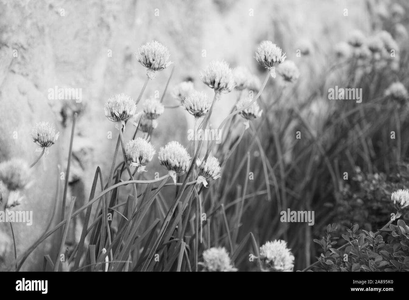 Allium fiori piantati nel giardino decorativo accanto al vecchio muro di pietra. Soft foto in bianco e nero Foto Stock