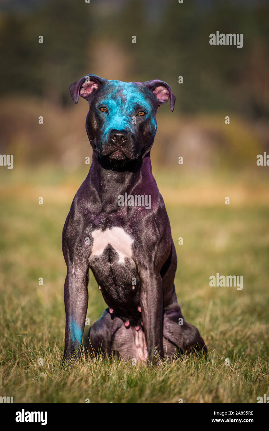 Black American Pit Bull Terrier seduta, colorati con polvere di holi Foto Stock