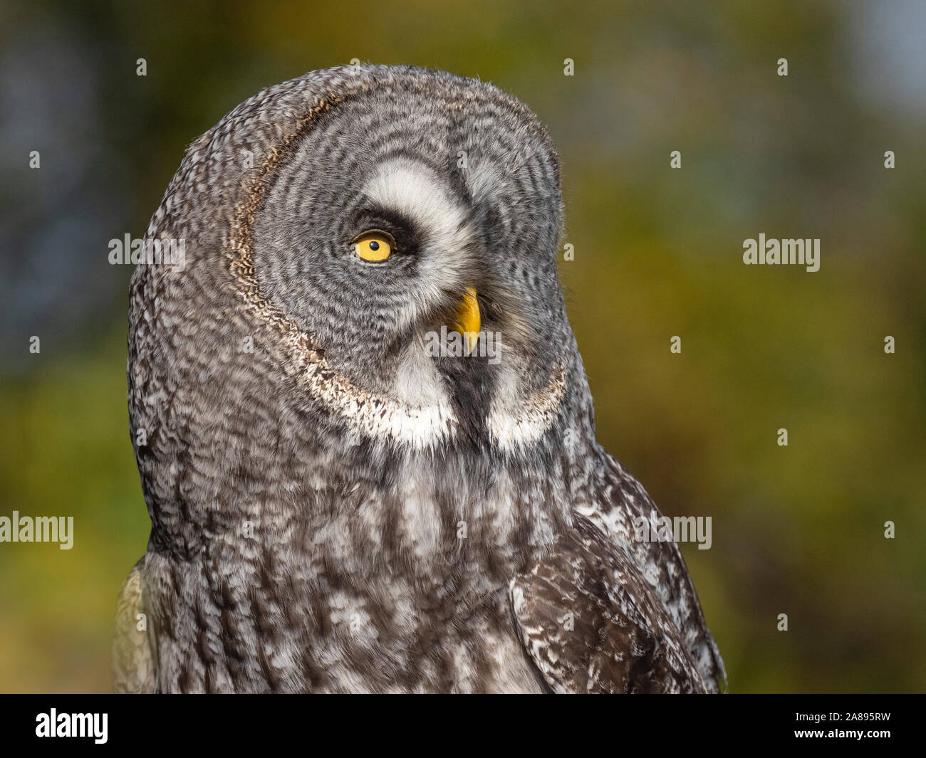 Grande gufo grigio o grande gufo grigio Strix nebulosa Foto Stock