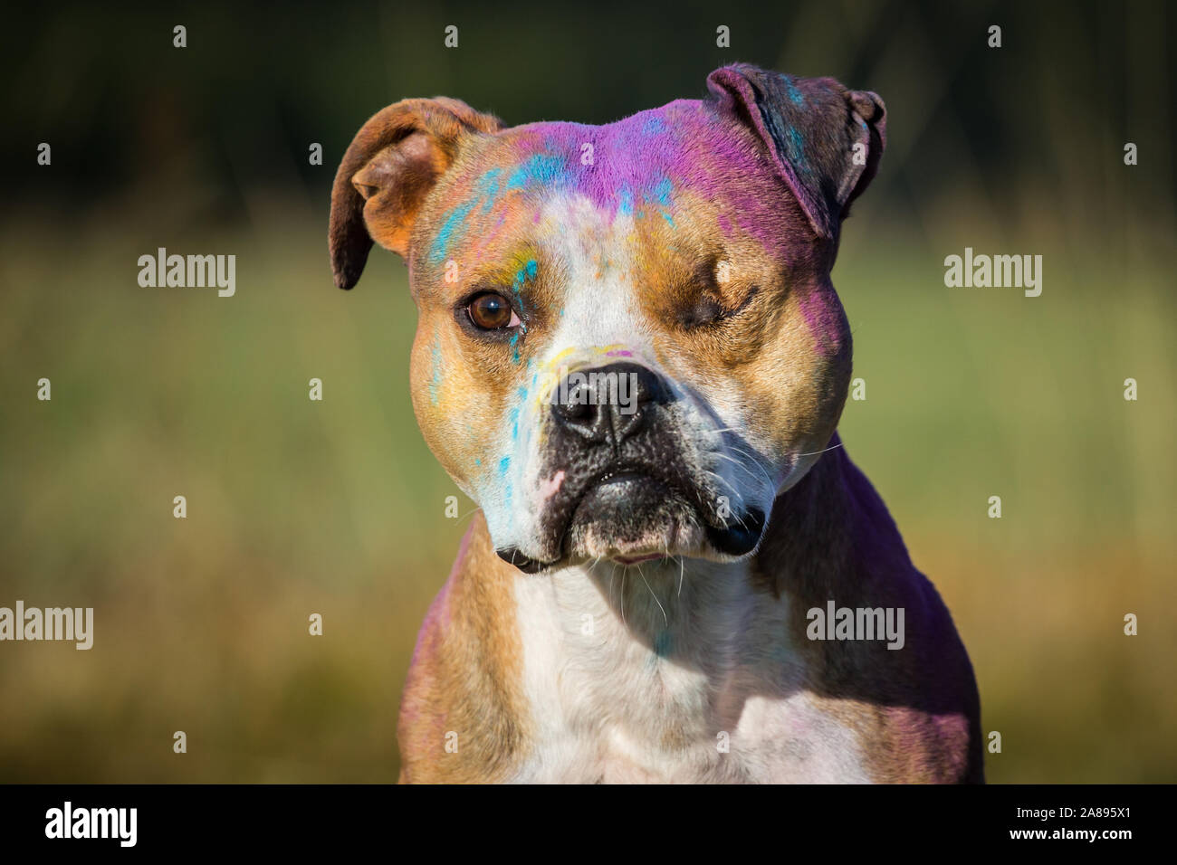 Bulldog a un occhio bianco-marrone, colorato con polvere holi, ritratto Foto Stock
