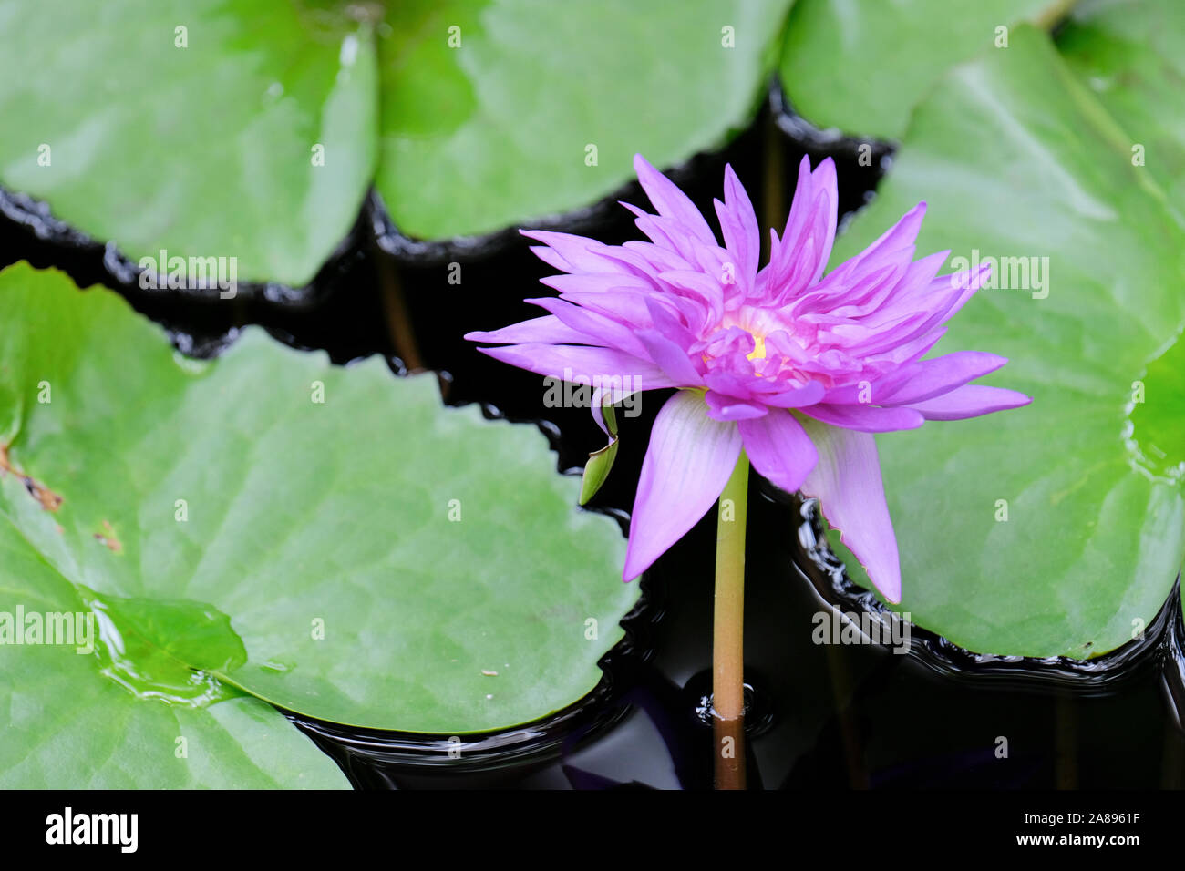 Unico fiore viola di ninfei "re del Siam' o 'Nymphaea Chalong Kwan' acqua giglio circondato da Lily Pad Foto Stock