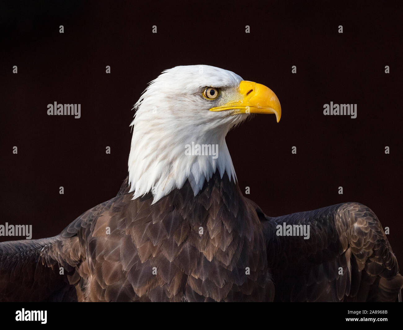 Maschio di aquila calva Haliaeetus leucocephalus Foto Stock