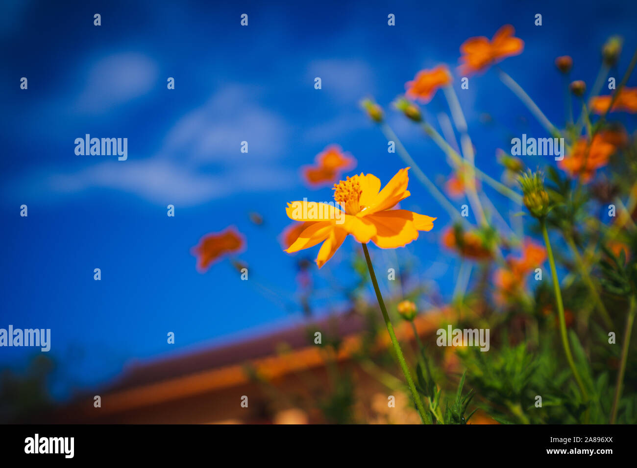 Chiudere giallo cosmos fiori di zolfo o il cosmo nel parco in mezzo alla foresta e verde parco Natura e cielo bella sfocatura astratto e bok Foto Stock