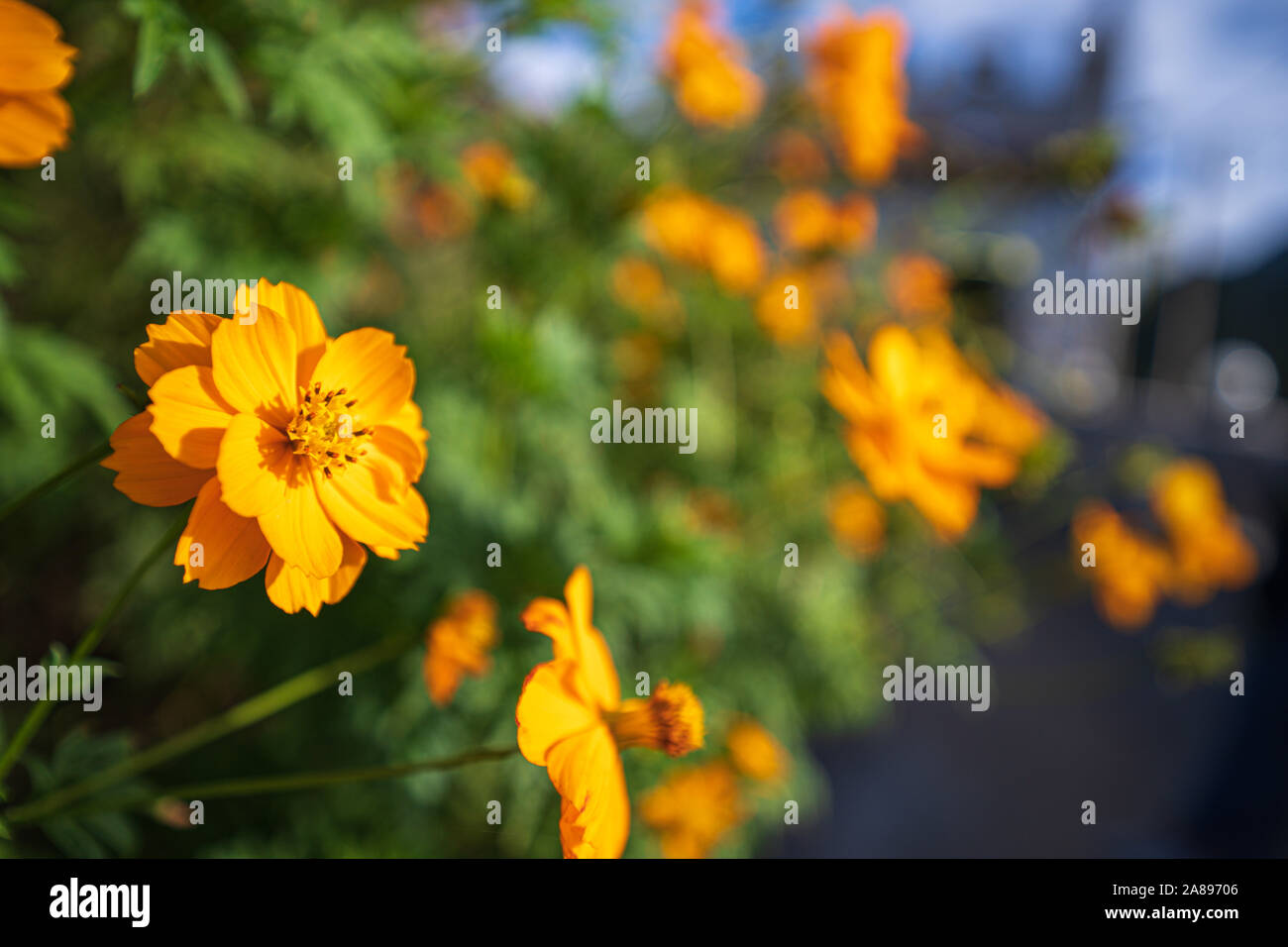 Chiudere giallo cosmos fiori di zolfo o il cosmo nel parco in mezzo alla foresta e verde parco naturale e bella astratto e sfocatura bokeh b Foto Stock