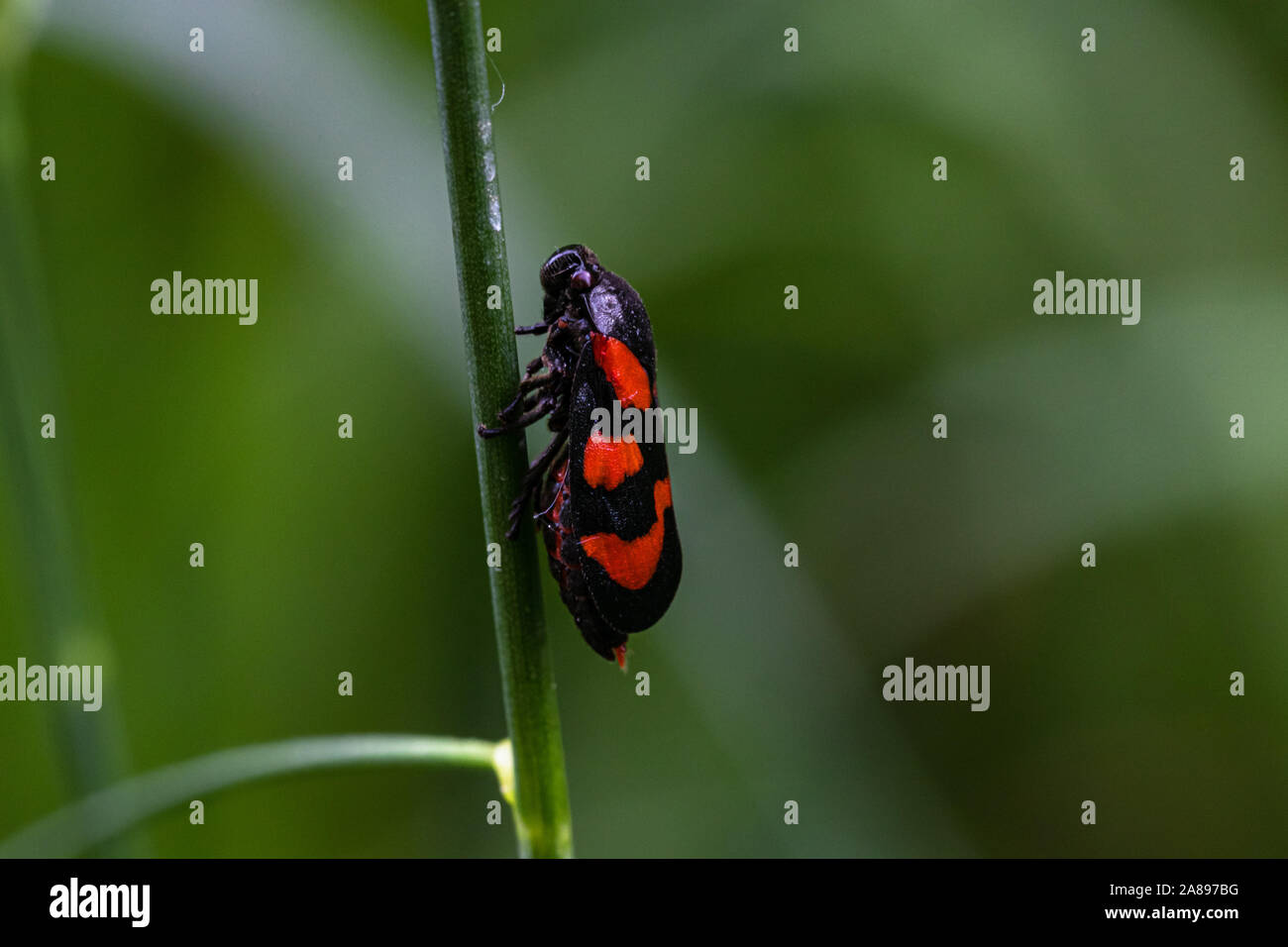 Blutzikade seitlich un einen Grashalm Foto Stock