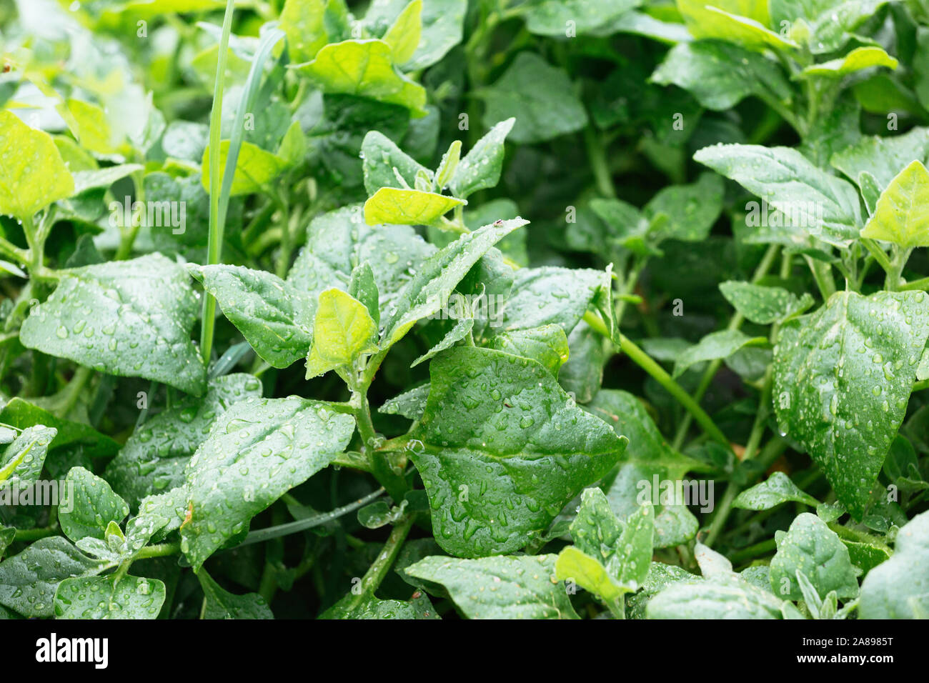 Pianta di spinaci bagnati Foto Stock