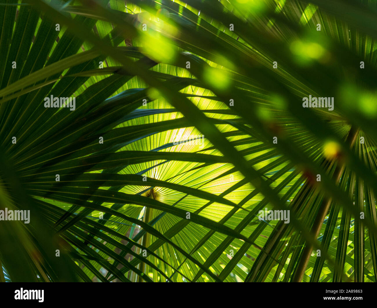 Fronde di palme verdi Foto Stock