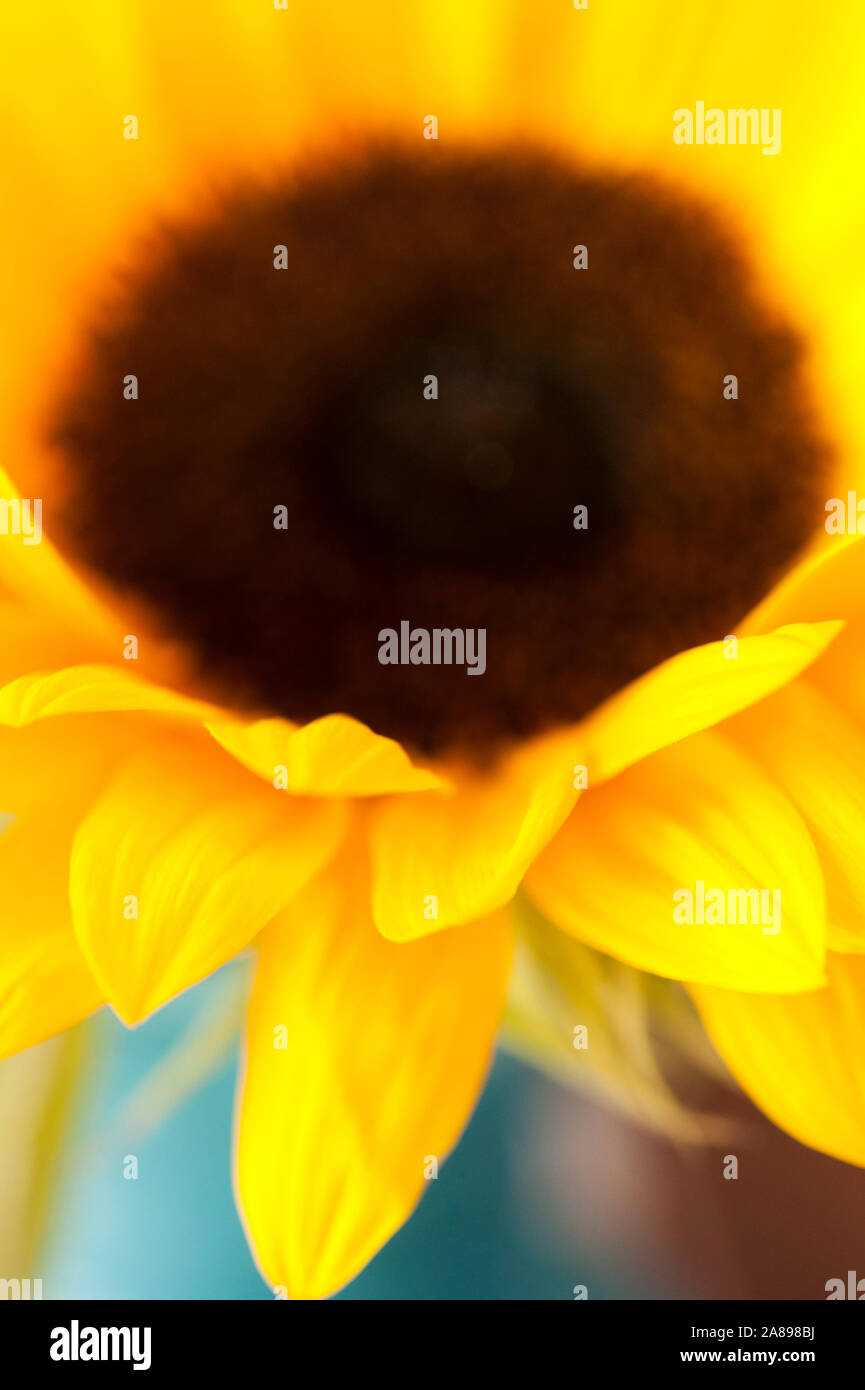 Close up di un fiore di girasole Foto Stock