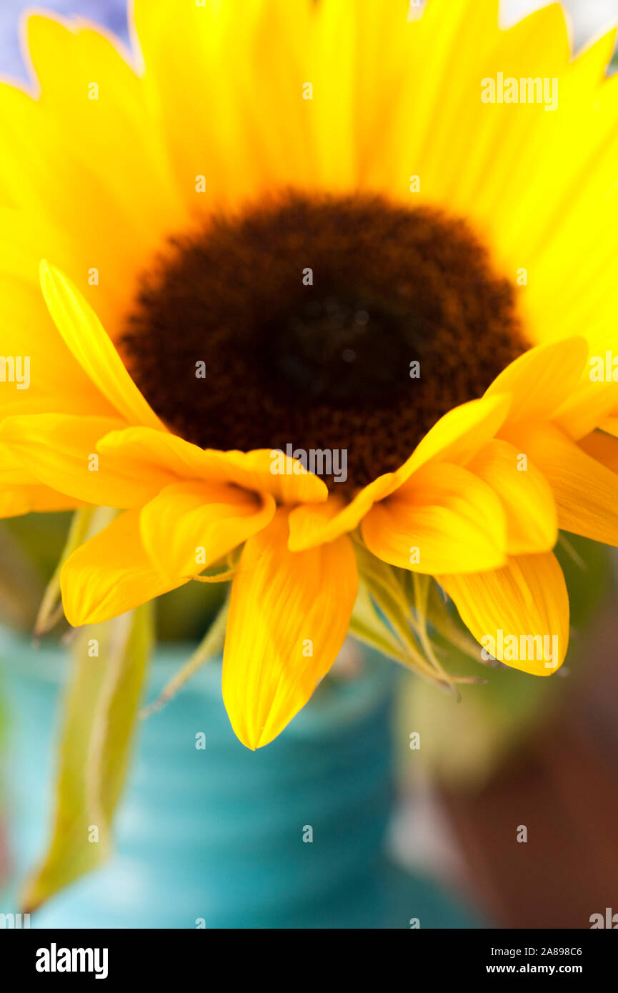 Close up di un fiore di girasole Foto Stock