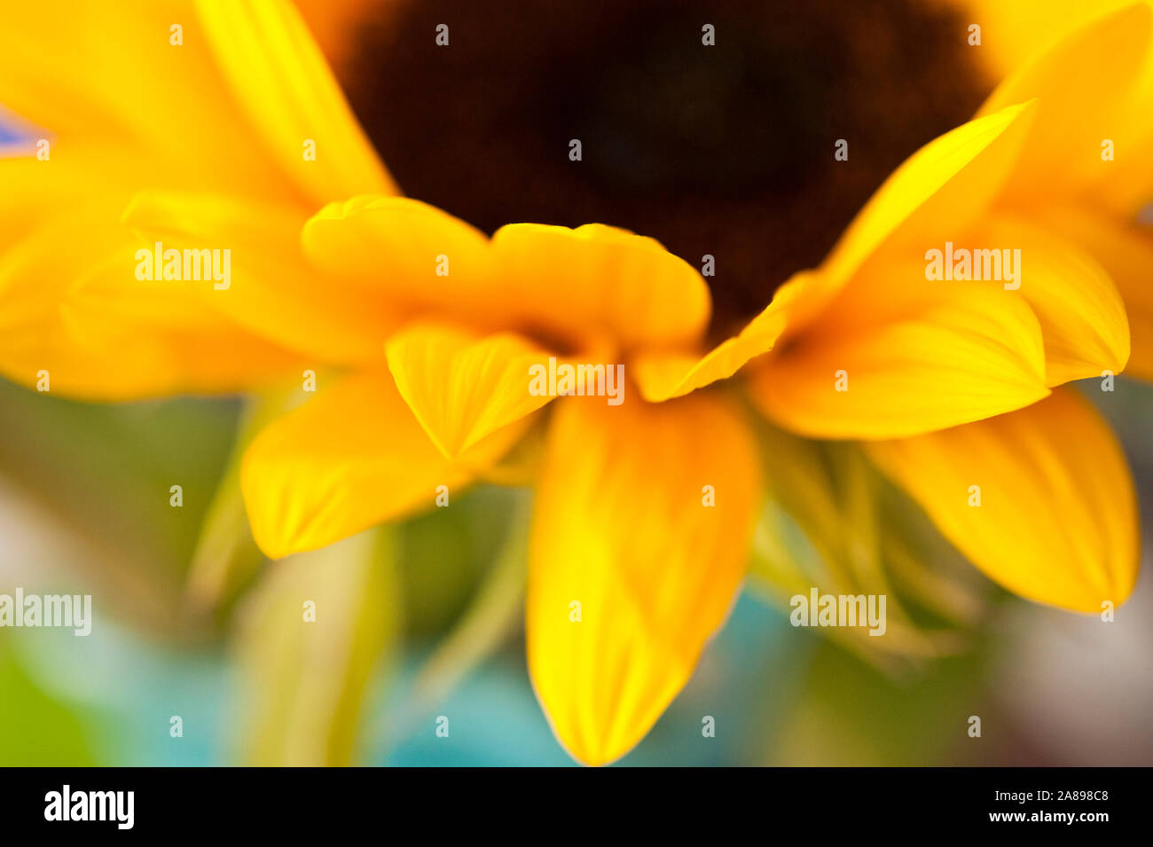 Close up di un fiore di girasole Foto Stock