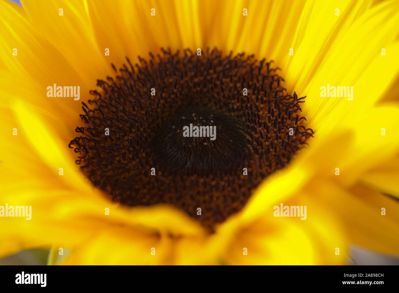 Close up di un fiore di girasole Foto Stock