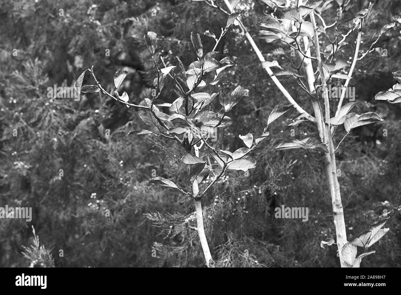 Anta in bianco e nero Foto Stock