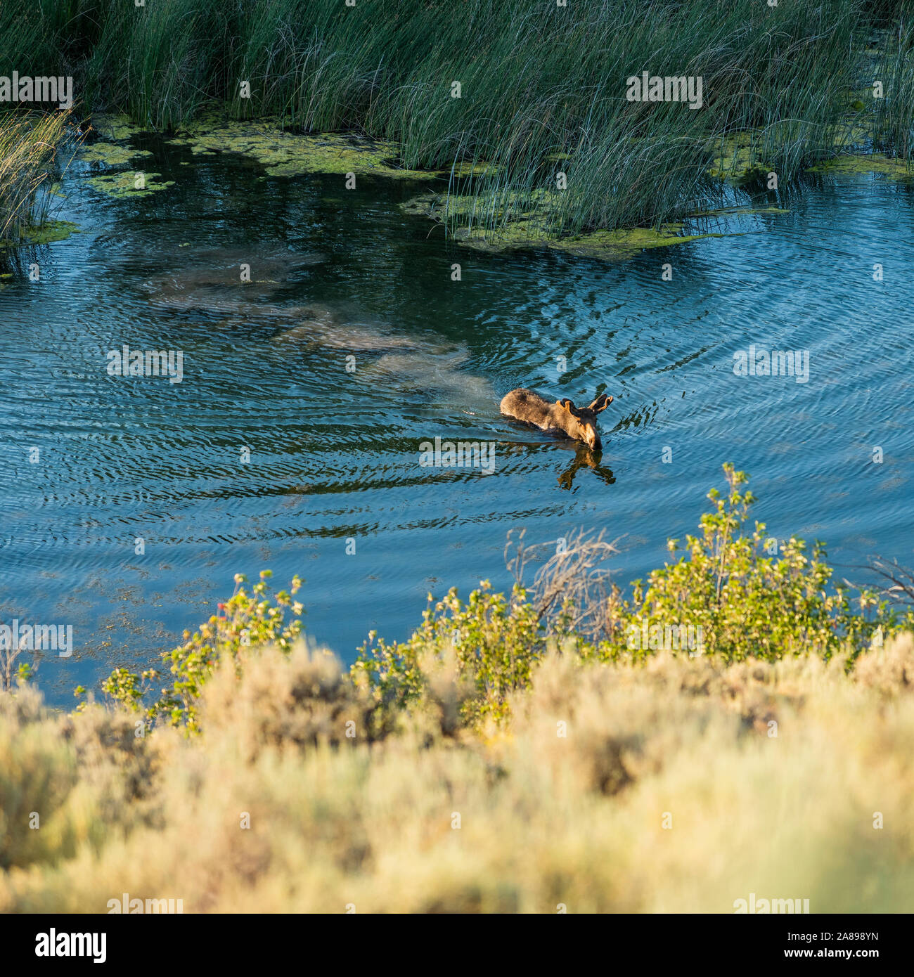 Moose nuotare attraverso il fiume a Picabo, Idaho, Stati Uniti Foto Stock