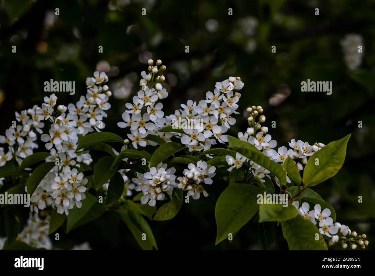 Traubenkirschenblüten Hintergrund unscharf Foto Stock